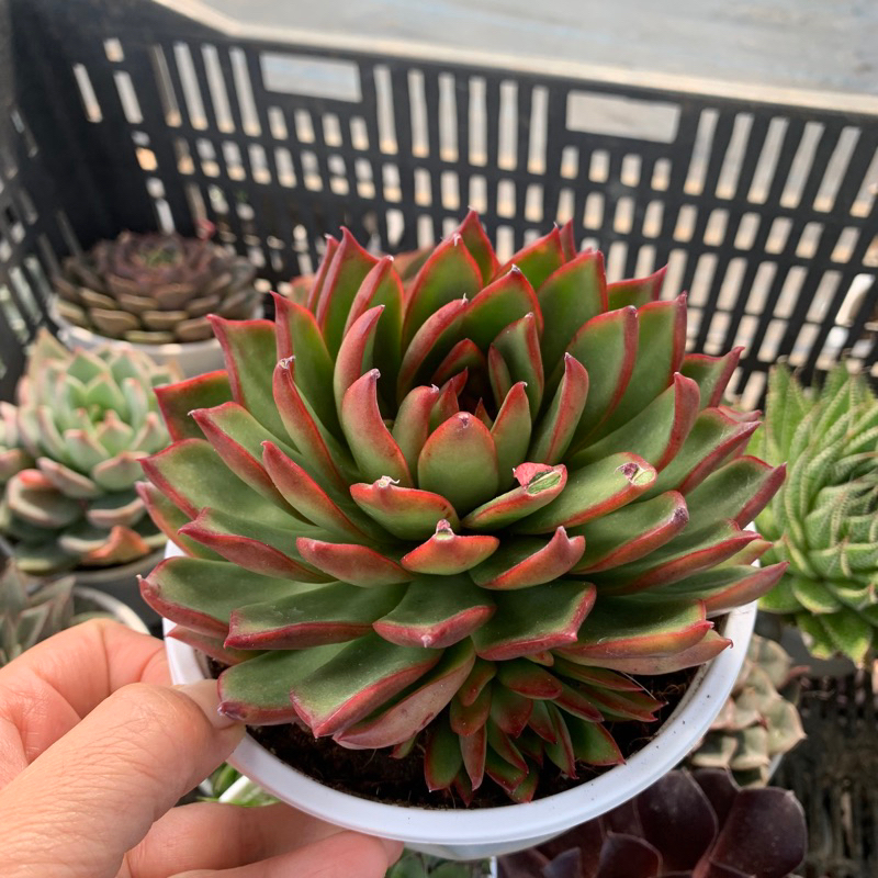 Sen đá Ếch lửa size trung 8 cm