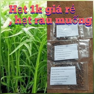Hạt giống 1k hạt giống rau muống lá tretrồng quanh năm, dễ trồng, dễ chăm sóc, thu hoạch nhanh