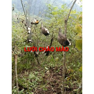 lưới tàng hình 20m 5p cao 6m 5 viền 4 túi chuyên chào mào,chích chòe vag tổng hợp