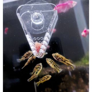 Cốc trùn  Acrylic Suối Nhỏ | Plant Cup - côc Acrylic mini đa năng | trồng cây - cho cá ăn trùng chỉ - phụ kiện cho cá ăn