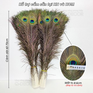 Lông công phong thủy Q Decor, dài 60-70cm, Mắt to 4-6cm, nhập khẩu Ấn Độ