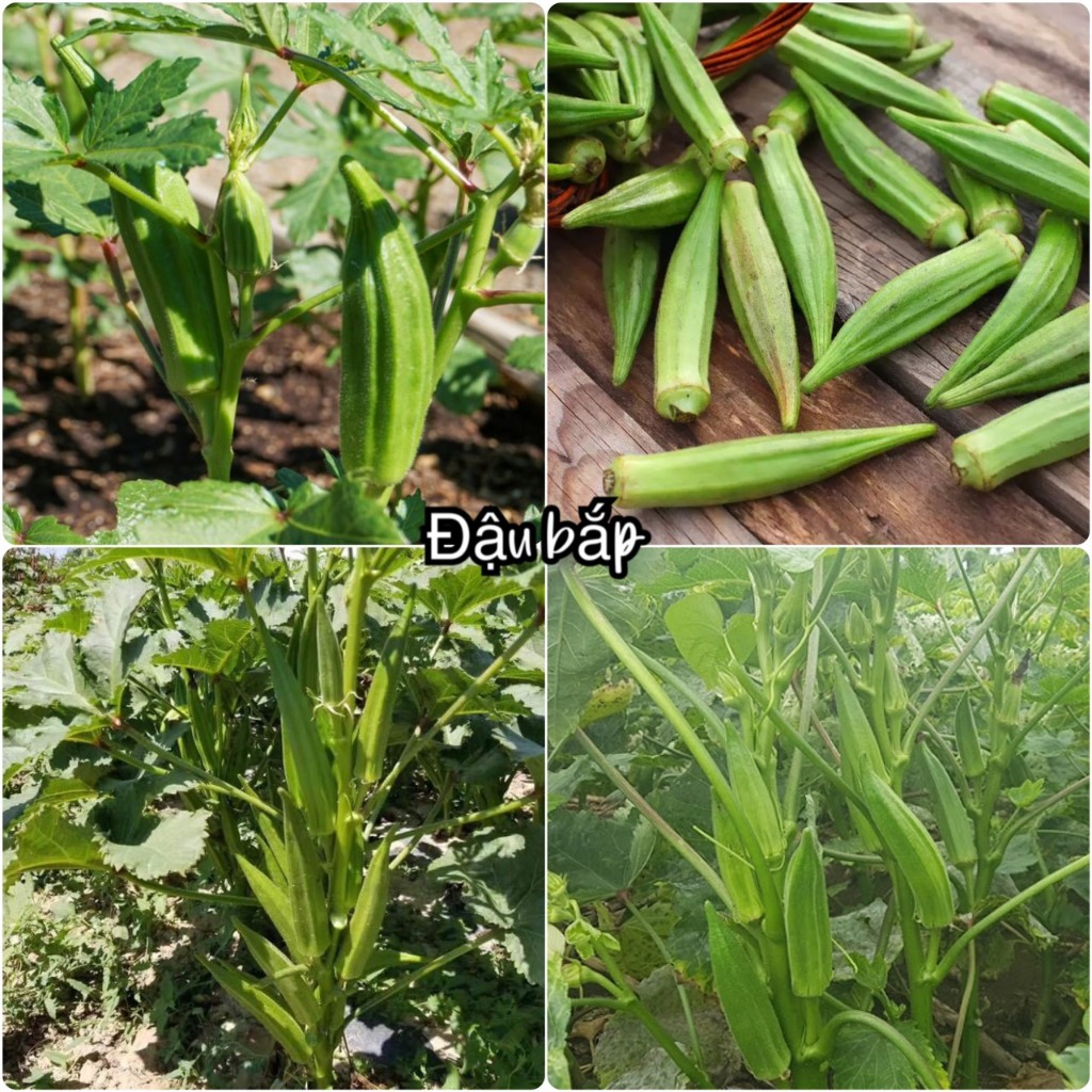 Hạt giống đậu bắp xanh sản chuẩn F1 năng suất cao, dễ trồng ra quả quanh năm