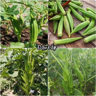 Hạt giống đậu bắp xanh