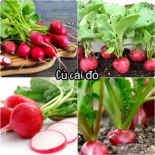 Hạt Giống củ cải đỏ