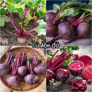 Hạt giống củ dền đỏ năng suất