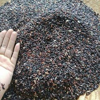  1KG gạo nếp than _ gạo nếp cẩm  nếp tím nếp đen _ Dẻo Thơm Ngon _ tốt cho sức khỏe _ Làm sữa chua 