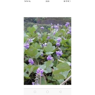 Sâm Tố Nữ Nguyên Chất 100% ( 500g, 1 Kg )