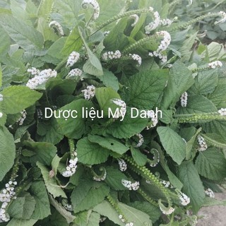 Cây vòi voi mọc tự nhiên loại khô