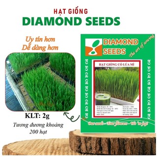Hạt giống cỏ lúa mì dễ trông, thơm ngon ngọt gói 10gr cỏ mèo - rau củ quả trồng quanh năm