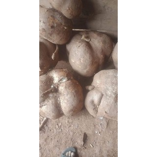 Sâm Tố Nữ Nguyên Chất 100% ( 500g, 1 Kg )