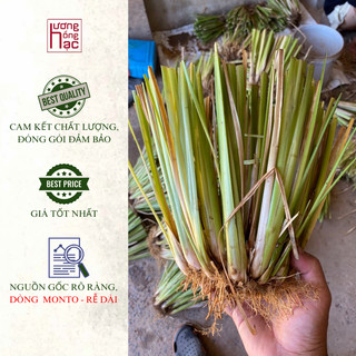30 Cụm cỏ Vetiver Zizanioides - Dòng Monto Rễ Dài