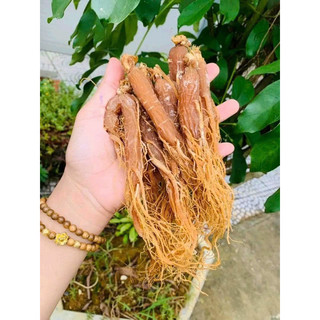 1Lạng Củ nhân sâm nguyên chất 100%(3-4/ 1 Lạng củ to)