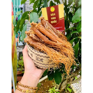 1Lạng Củ nhân sâm nguyên chất 100%(3-4/ 1 Lạng củ to)