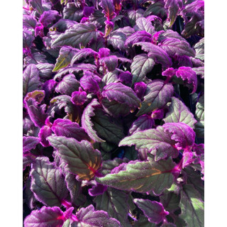 Cây lá gấm kim thất nhung (Purrple Passion)