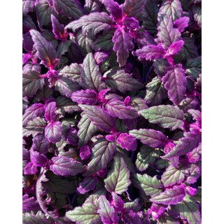 Cây lá gấm kim thất nhung (Purrple Passion)