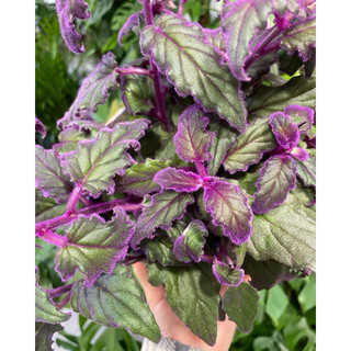 Cây lá gấm kim thất nhung (Purrple Passion)