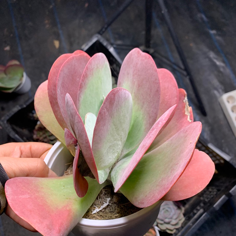 Sen đá Cánh bướm size tô 13 cm