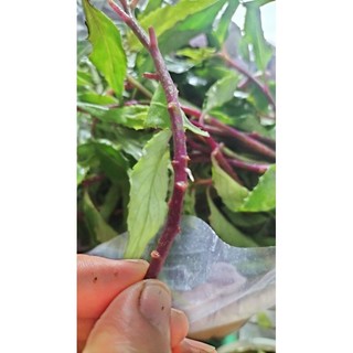 Cành già rau lủi dùng để trồng làm giống