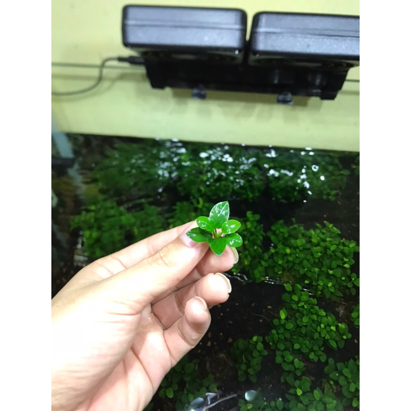 Compo 11 ngọn Ráy Nana Petite Gen Thái Form Lá to dầy đẹp