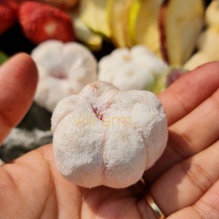MĂNG CỤT SẤY THĂNG HOA VILIFARM