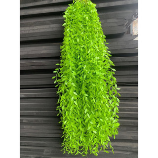 Cúc Tần Ấn Độ, cành lá giả decor