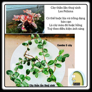 Cây thằn lằn đỏ Leo Peliona : cây bán cạn thuỷ sinh gắn lũa siêu đẹp và dễ sống