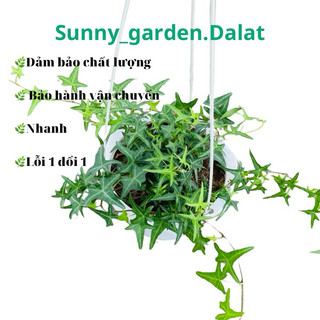 Chậu treo thường xuân nhện, khoẻ đẹp trang trí cực xinh