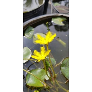 N&T Garden - cây thủy sinh thủy nữ vàng