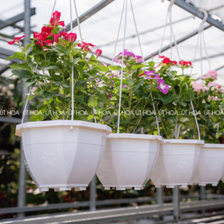 Combo 5 cái/ 10 cái Chậu treo BÔNG HỒNG cỡ lớn chứa nhiều đất trồng hoa đẹp