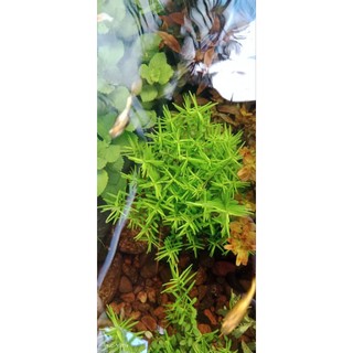 N&T Garden - Cây thủy sinh vảy ốc xanh