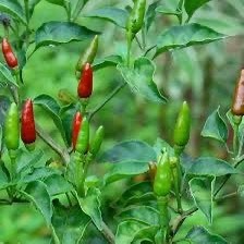 Cây ớt thóc, ớt hiểm, xiêm rừng, giống đang hoa