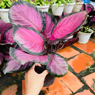 Cây đuôi công hồng Calathea Picturata 'Crimson'