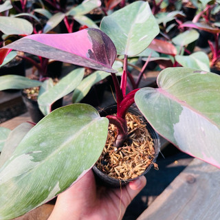 Cây Philodendron Pink Princess
