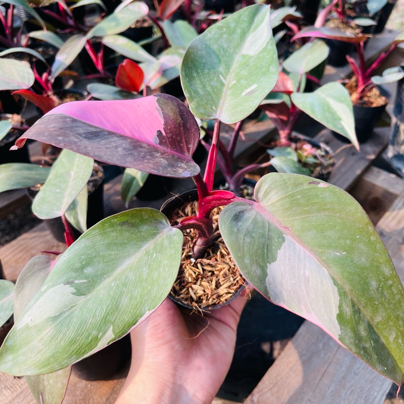 Chậu kiểng lá Philodendron Pink Princess
