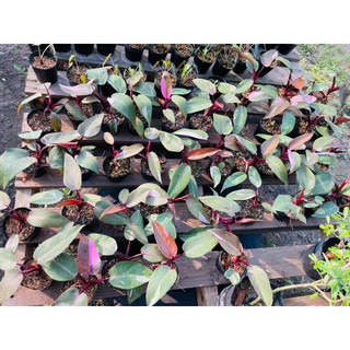 Chậu kiểng lá Philodendron Pink Princess