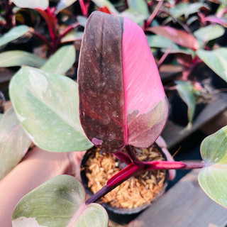 Chậu kiểng lá Philodendron Pink Princess