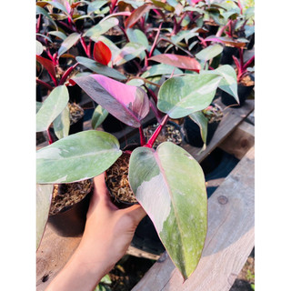 Chậu kiểng lá Philodendron Pink Princess