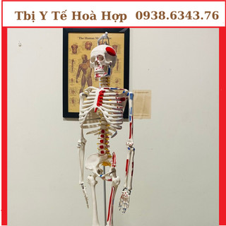 Mô hình giải phẫu hệ xương người cao 85cm