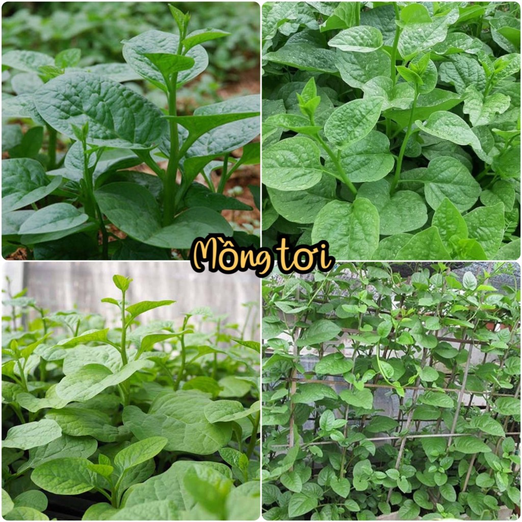 Hạt giống rau mồng tơi (gói 20gr)