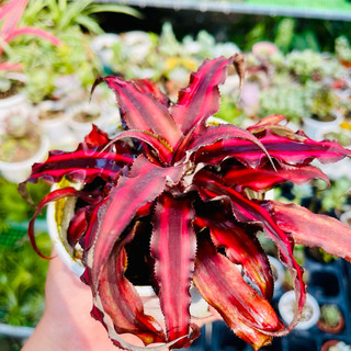Dứa tiểu phụng đỏ size lớn