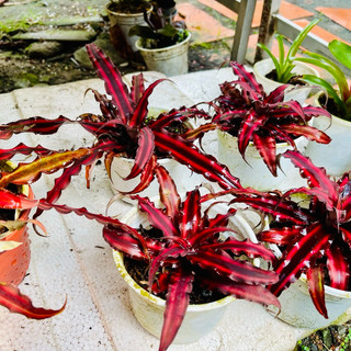 Dứa tiểu phụng đỏ size lớn