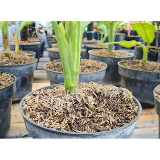 Vỏ Trấu- Vỏ Lúa Trồng Cây