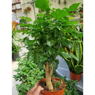 Chậu cây hạnh phúc  -  cây để bàn