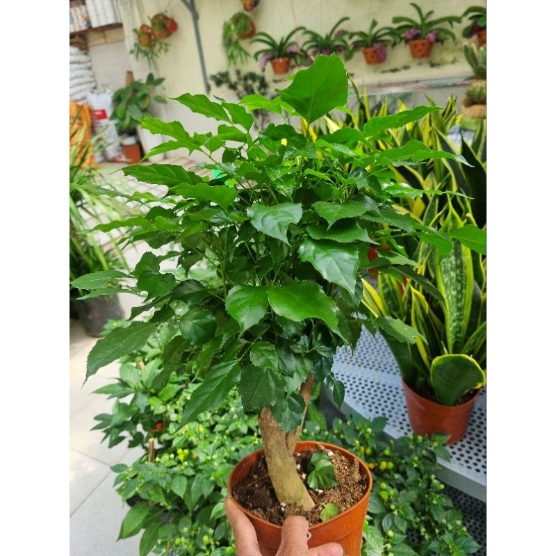 Chậu cây hạnh phúc  -  cây để bàn