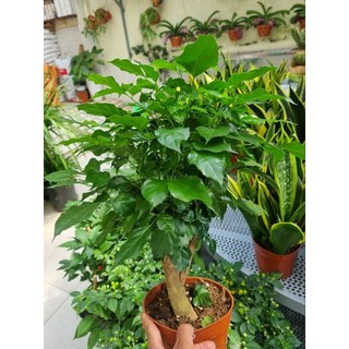 Chậu cây hạnh phúc - cây để bàn