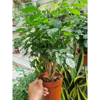 Chậu cây hạnh phúc  -  cây để bàn