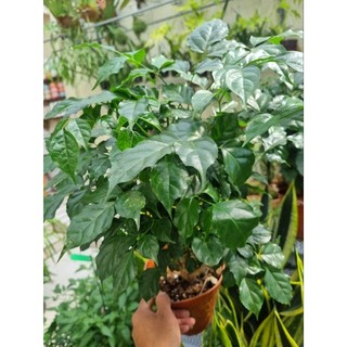 Chậu cây hạnh phúc  -  cây để bàn