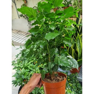 Chậu cây hạnh phúc  -  cây để bàn