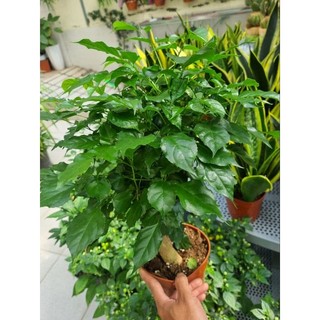 Chậu cây hạnh phúc  -  cây để bàn