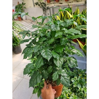Chậu cây hạnh phúc  -  cây để bàn